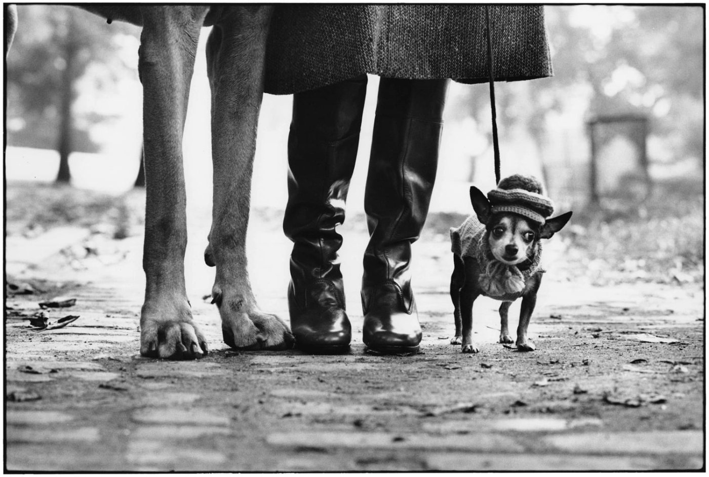 elliott erwitt dogs