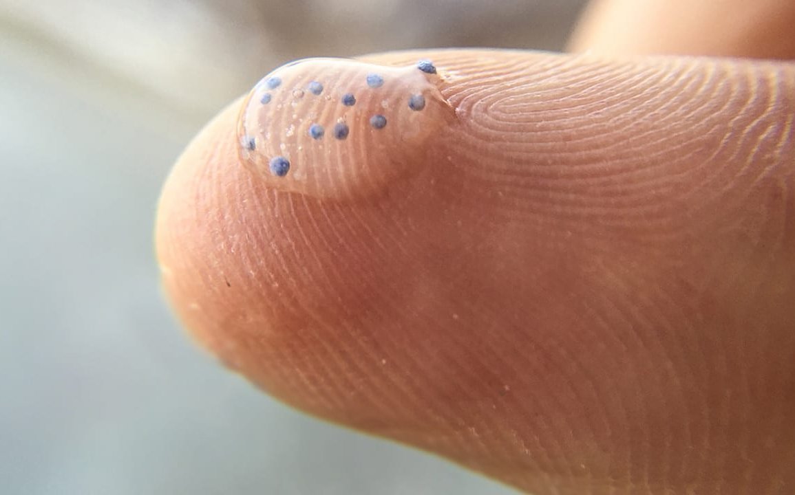 microplastiche nell'organismo