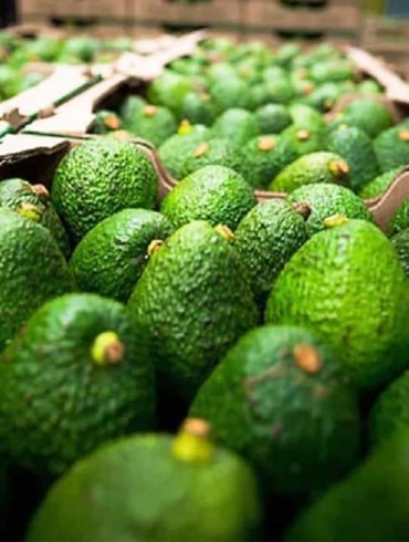 avocado Michoacán