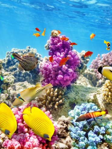 grande barriera corallina