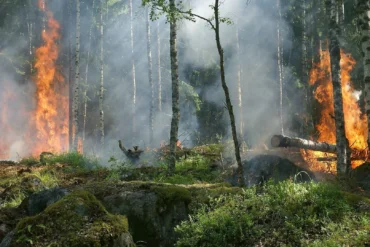 incendi foreste