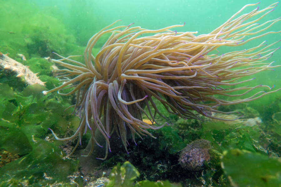 Un anemone fluttua nella corrente nella baia di Izmit, a Kocaeli, in Turchia, il 10 agosto 2024 | Foto: Mehtap Ciftci / Anadolu / Getty
