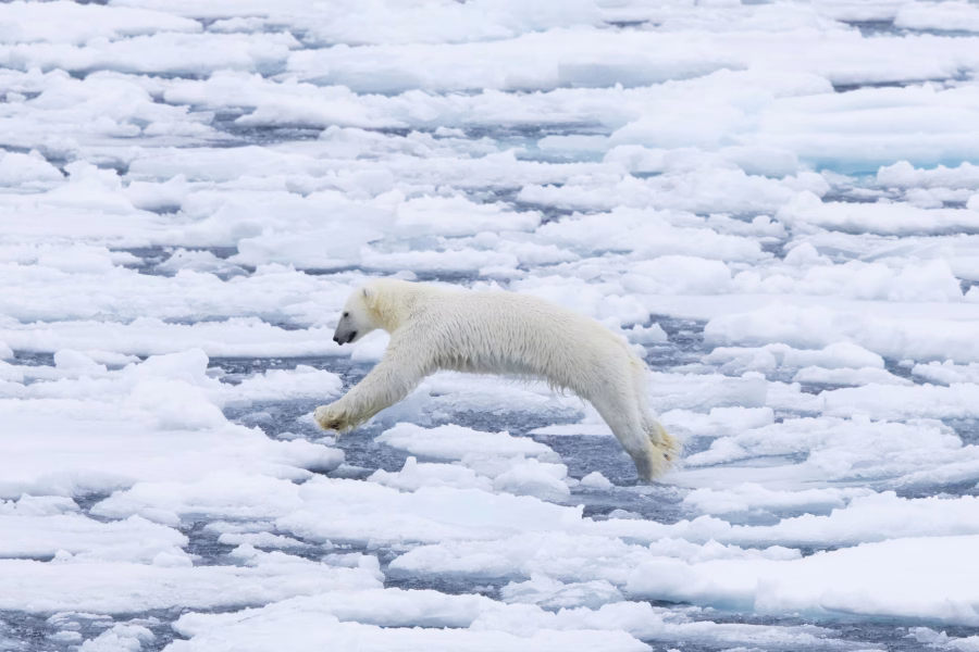 Un orso polare salta sul ghiaccio alla deriva nell'Oceano Artico, lungo la costa delle Svalbard | Foto: Sven-Erik Arndt / Arterra / Universal Images Group / Getty