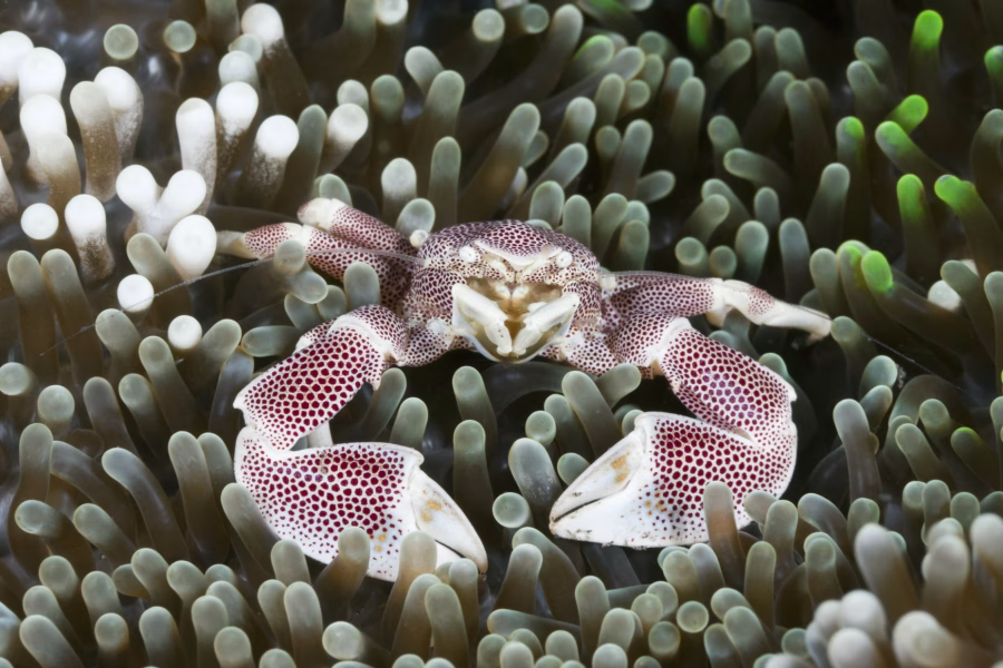 Un granchio di porcellana riposa in un anemone vicino ad Alam Batu, Bali, Indonesia | Foto: Reinhard Dirscherl/Ullstein Bild/Getty