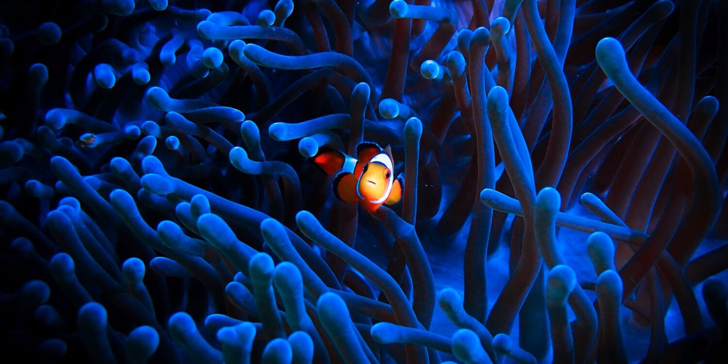 Un pesce pagliaccio nuota in un anemone di mare nelle Filippine | Foto: iStockphoto / Getty
