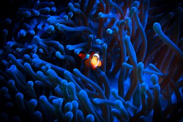 Un pesce pagliaccio nuota in un anemone di mare nelle Filippine | Foto: iStockphoto / Getty