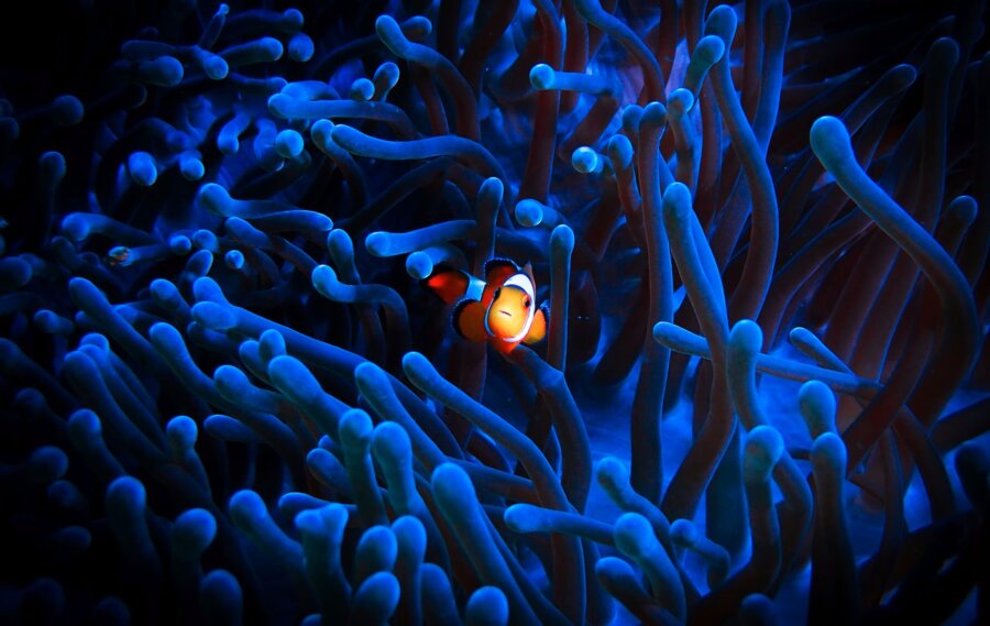 Un pesce pagliaccio nuota in un anemone di mare nelle Filippine | Foto: iStockphoto / Getty