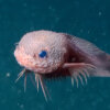 bumpy snailfish