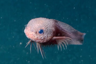 bumpy snailfish