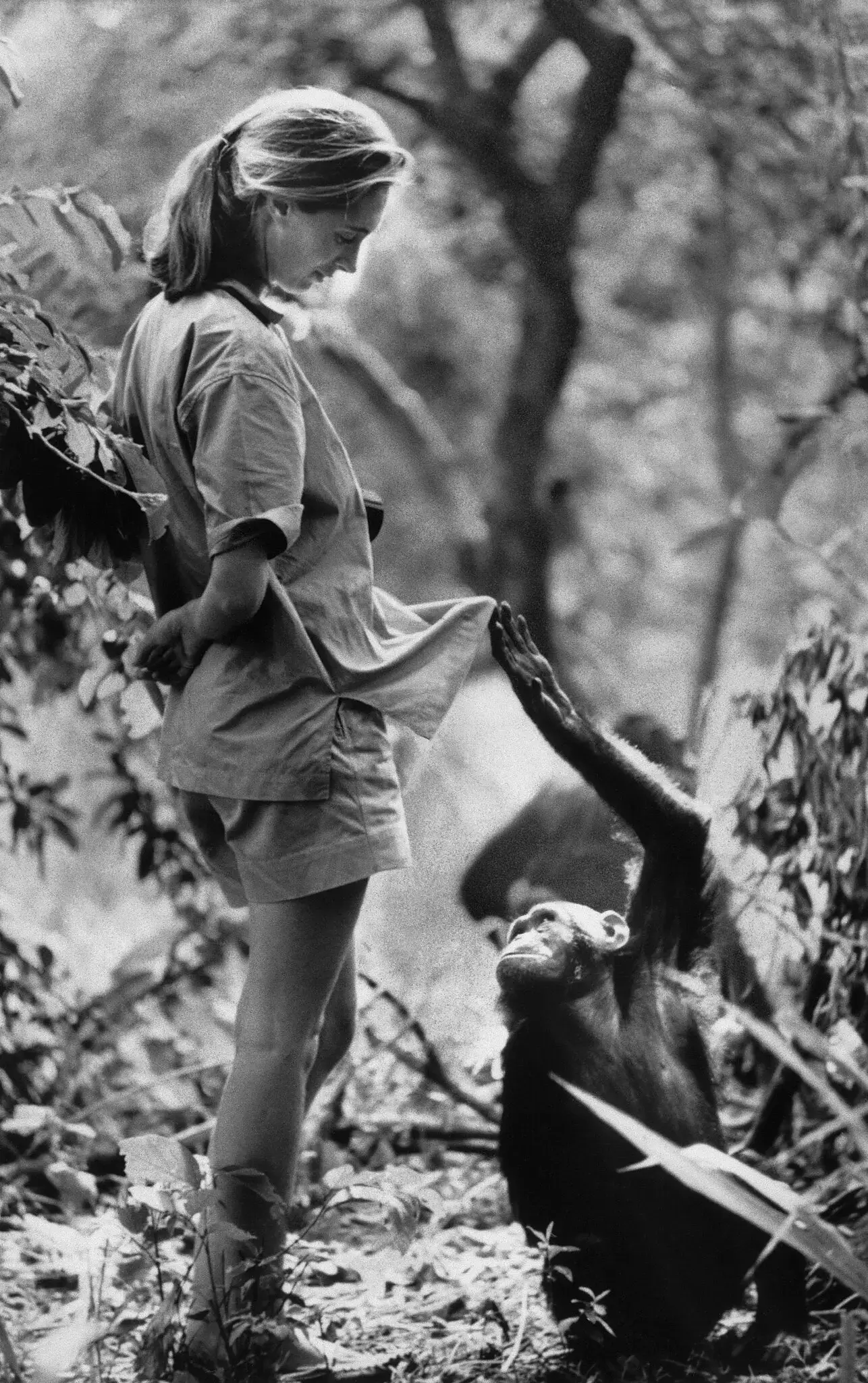 Jane Goodall