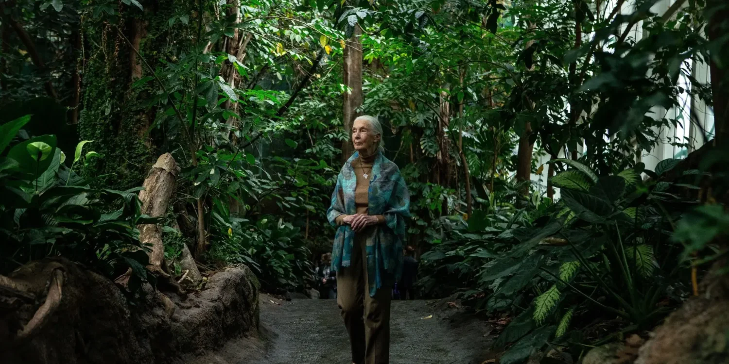 Jane Goodall