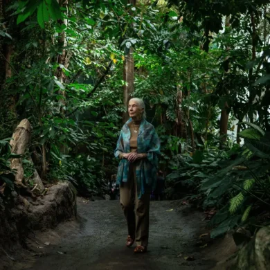 Jane Goodall
