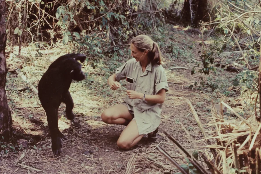 Jane Goodall