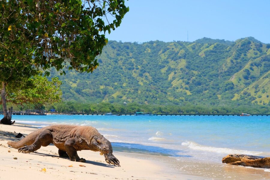 Isole Komodo